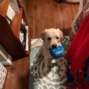 Meet your Posher, Anthony